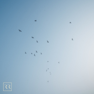 成人玩具插女人屁股里面视频
